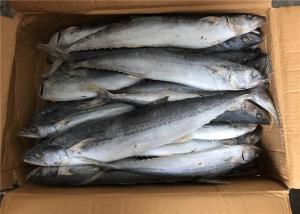 Bulk 700g 1000g Whole Round Frozen Spanish Mackerel