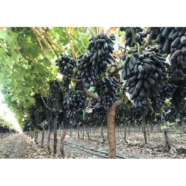 Fertilizante orgánico vegetal agrícola del Fe del quelato del aminoácido para la alimentación