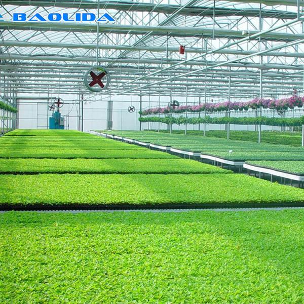 Plântula de produção transportável de rolamento do berçário dos bancos da estufa comercial