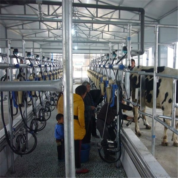 Herringbone Milking Parlor with 380V/50Hz Power and CE ISO SGS FDA Certification for Dairy Cows