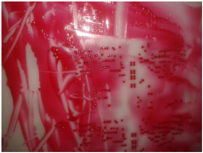 Máquina de limpieza de la plantilla neumática