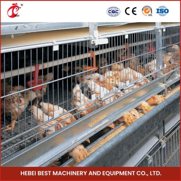 Longitud automática galvanizada caliente Mia de los pájaros el 1.2m de Chick Brooder Cage 192 del bebé del pollo