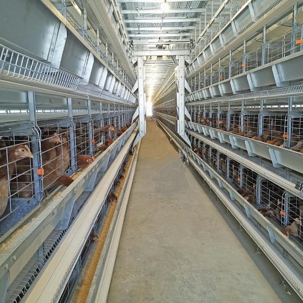auto gaiola de alimentação da galinha da camada 0.75kw 54-384 pássaros para a agricultura