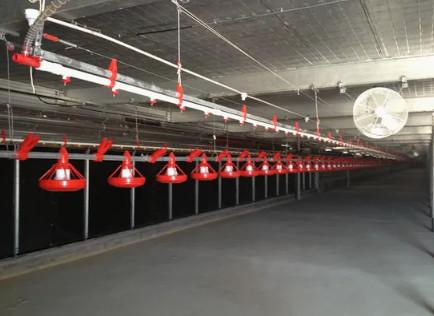 Prefabricated Steel Structure Thermostatic Hot DIP Galvanized Steel Poultry Chicken House