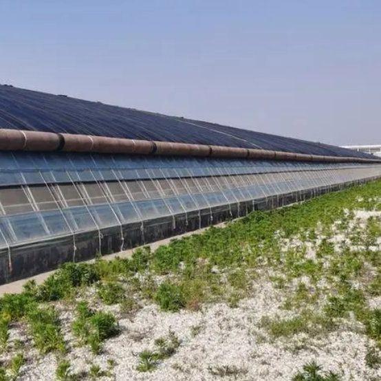 Plastic Greenhouse Department Multi-Span Po/PE Commercial Greenhouse with Hydroponics