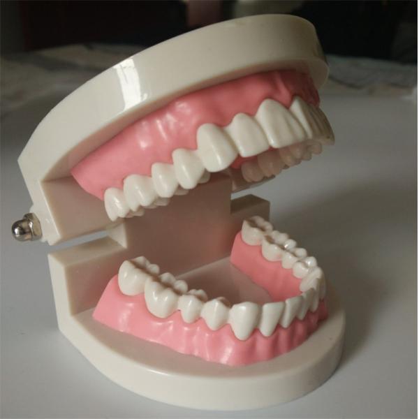 1:1 Standard PlasticTeeth Care Model Detachable