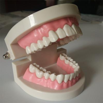 Modelo padrão Detachable do cuidado de PlasticTeeth do 1:1