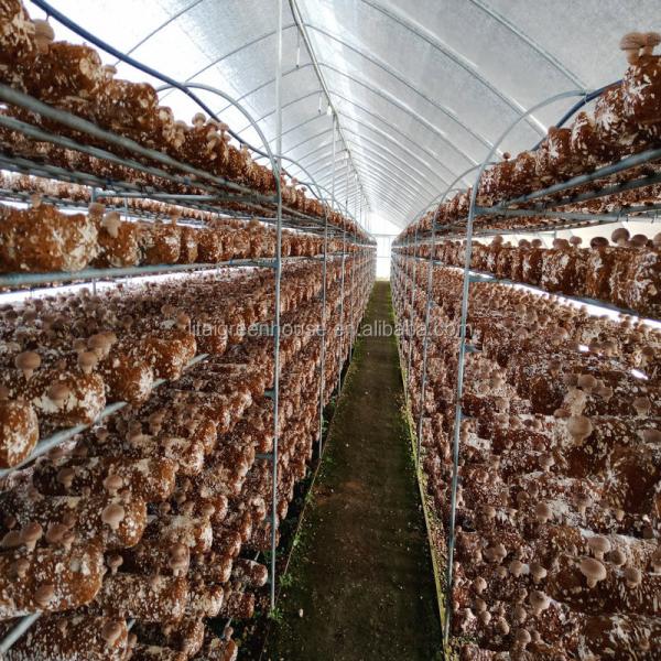 Maximize Mushroom Production with Customizable Single-Span Agricultural Greenhouses