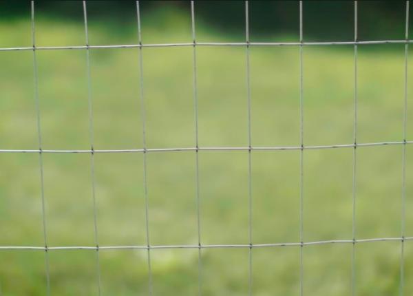 2x4 Inch Galvanized Welded Wire Mesh Fence 14 Gauge 4 ft X 50 ft