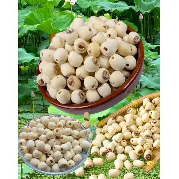 Chaleur claire, graines de lotus séchées, réduisent la chaleur interne, médecine chinoise pour la santé