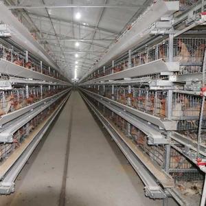 fase de 380V 3 um tipo gaiolas da camada, equipamento de alimentação da galinha