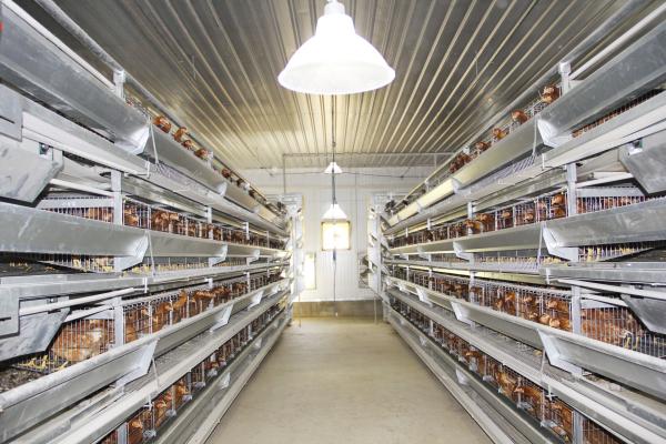 Équipement automatique d'élevage de volailles Fabricant de cage de poulet de poulet