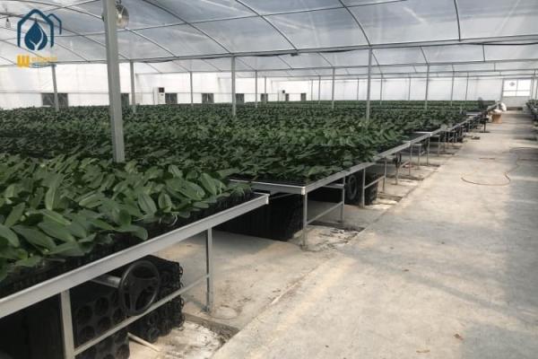 Orchid Seed Hydroponic Plastic Seedling Tray For Vegetables Flowers Fruit Planting