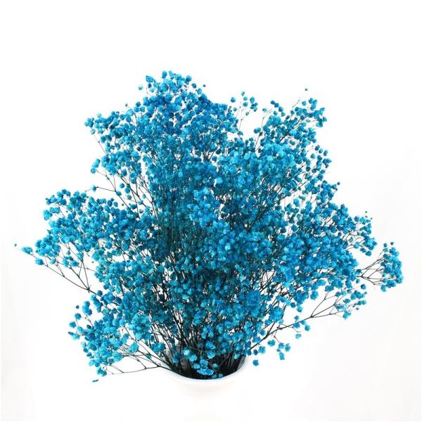 Flores secadas bonitas eternas Babysbreath para a decoração do jardim
