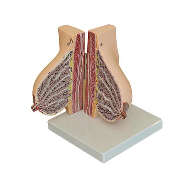 Medical Anatomy Human Female Breast Model In Lactation Period To Reveal Internal Breast Anatomy
