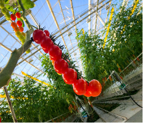 Serre de tomates à seule branche Hydroponie Cultivation de grandes serres en verre