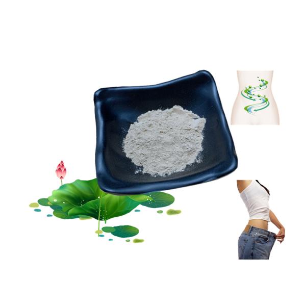 Stable Natural Lotus Leaf Extract Powder Nuciferine 50% Anti Obesity