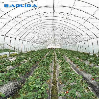 Estufa plástica derramada coberta do túnel do único período agrícola da folha