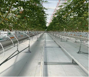 Serre de tomates à seule branche Hydroponie Cultivation de grandes serres en verre