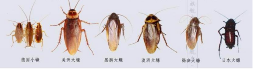 Целенаправленная инфекция Periplaneta Fuliginosa Cockroach Densonucleosis Virus PfDNV Предотвратить 3 поколения