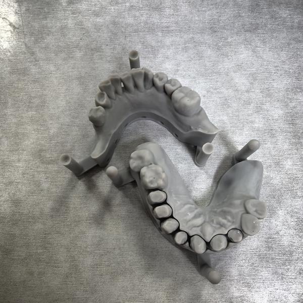 Anatomical Details Dental Model 3D Chip Repair Gingival Tissues