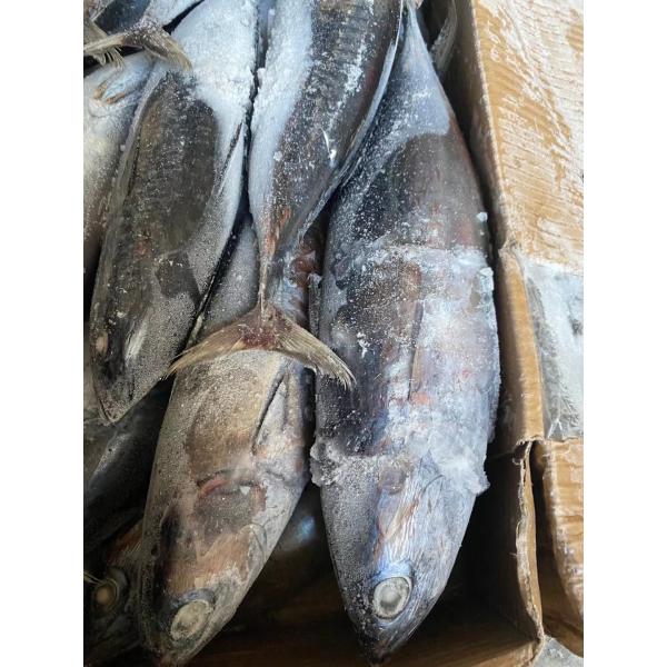 Рыбы пеламиды новой ранга посадки очень вкусной 100g 300g A+ замороженные для продажи