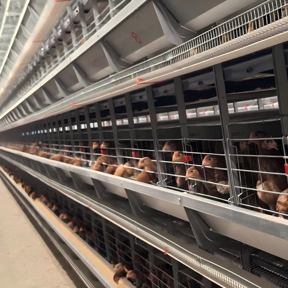 Galvanized Steel H Type Egg Chicken Cage Customizable Tiers For Poultry Farming