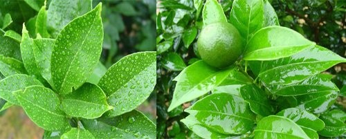 KY-1028 Silicone Surfactant organic silicone surfactant/adjuvants for agrochemicals