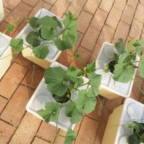 Eco Fridendly ведра гидропоники 13 галлонов голландские для засаживать томат