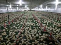 Linha de alimentação de aves de controle PLC 3 m * 0,8 m * 1,2 m