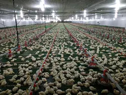 ПЛК контролирует линию кормления птиц 3 м * 0,8 м * 1,2 м