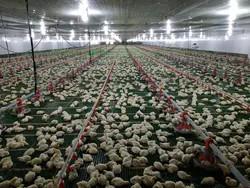 Linha de alimentação de aves de controle PLC 3 m * 0,8 m * 1,2 m