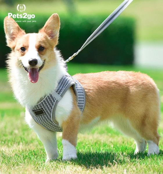 Trela expansível do cão do ABS exterior de M 85G para caminhar
