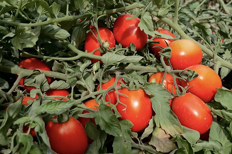 Hongfeng Determinate Oval Shape F1 Hybrid Tomato Seeds Processing Tomato Seeds T04