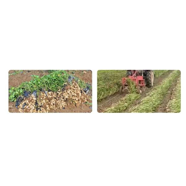 Peanut Harvester Tractor-Mounted Peanut Harvester with Vibrating Sieve Chain System - Efficient Groundnut Digger