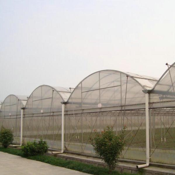 10000m2 Big Span Agriculture Multi Span Greenhouse Plastic Film Green House For Hydroponic Growing