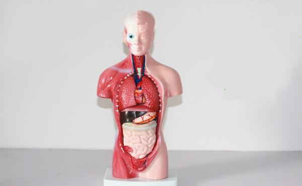 High  Quality Medical  Anatomy Organs Human Trunk Muscles Model Manikin For Surgery Skills Training