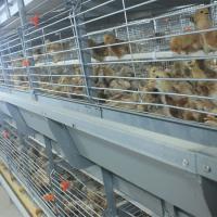Les plus nouveaux oiseaux de la cage 102 de poulet à rôtir de poussins de bébé de conception 136 oiseaux