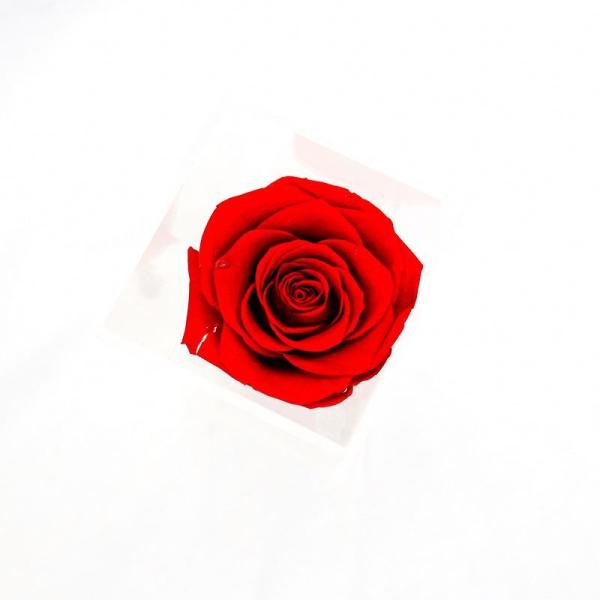Red Preserved Rose Flower Bring Soft And Delicate Detail For Anniversary Gift