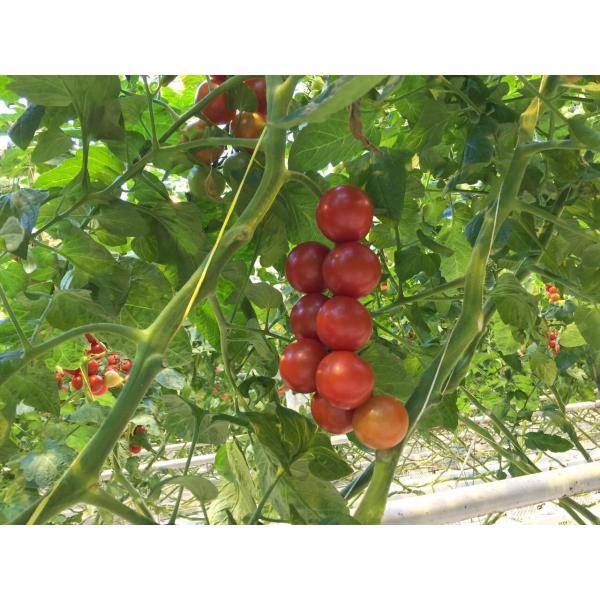 томат 3Pounds связывая перец Pp сада Agricultue шпагата скручивает черный цвет