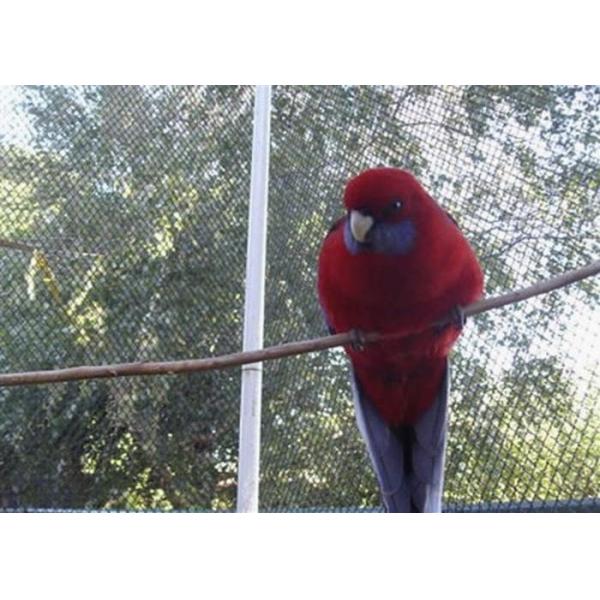 Professional Stainless Steel Bird Mesh Anti Corrosive Metal Bird Mesh