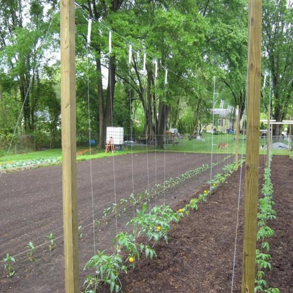 Tomato Twine Heavy Duty UV Resistant Garden Twine String for Tomato Trellis Climbing Plants Greenhouse Agricultural Tying Rope