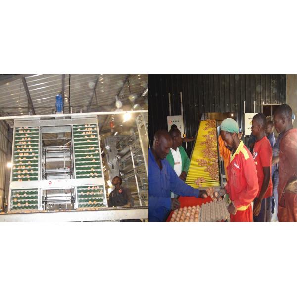 4 Tier Poultry Egg Collection System