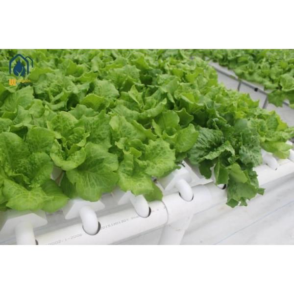 Customized Multi Span Greenhouse Plastic Lettuce Greenhouse For Leafy Greens Cultivation