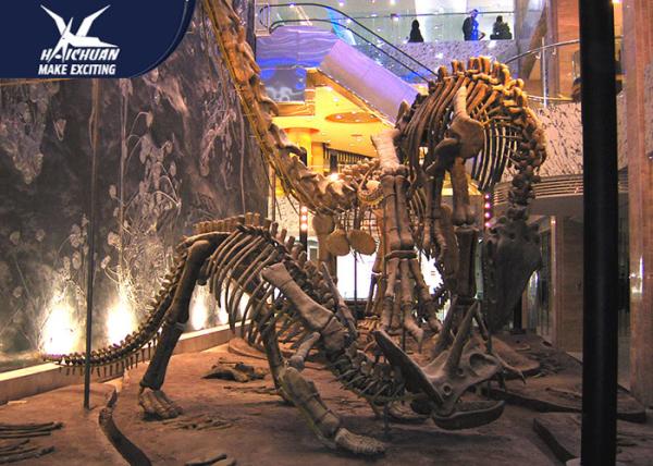 Durable Fiberglass Life Size Dinosaur Skeleton / Dinosaur Fossil For Kids Educational