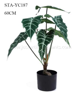 A casa artificial de Arum do italiano do falso planta as folhas verdes vibrantes Eco - amigável