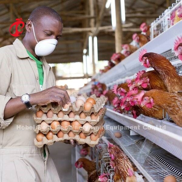 4 Birds/Cell Hot Dip Galvanized Battery Cage System for Layer Farm Star
