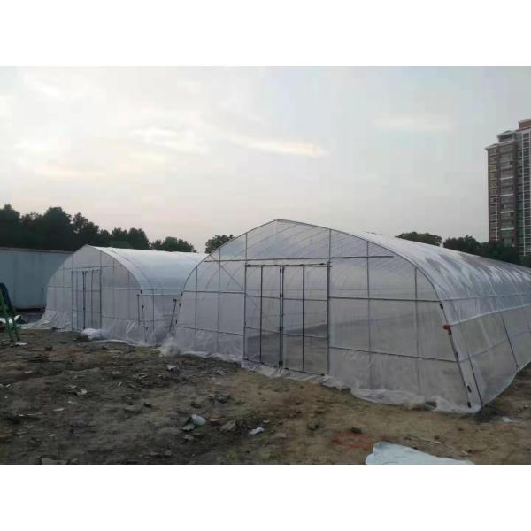 Tomate élevant la serre chaude naturellement aérée de feuille de plastique de serre chaude
