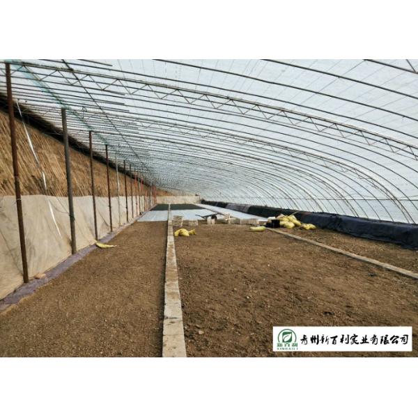 2.5 Kg / Per Organic Chinese Cabbage , Organic Green Cabbage Easy Stockpile