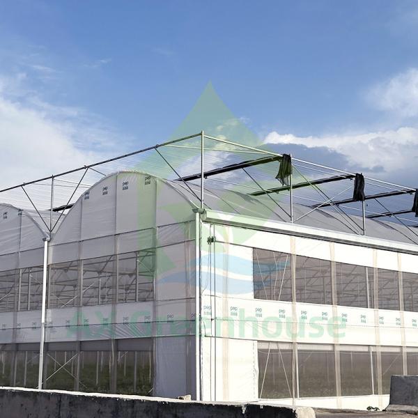 Élevage de tomates dans des serres à grande longueur de longueur
